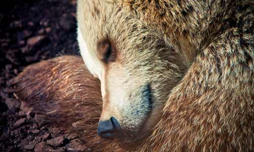bear sleeping on side with head and paw