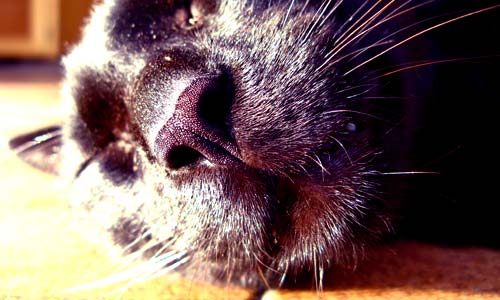 black cat sleeping nose closeup