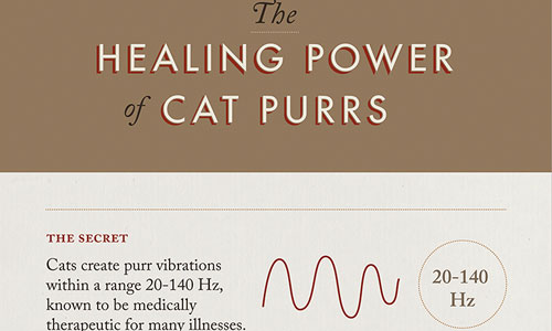 gemma busquets healing power of cats infographic top purring frequency 20-140 Hz