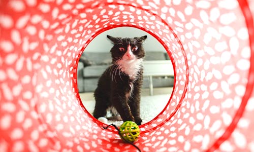 toxoplasma mental illness cat in red spiral tunnel toy