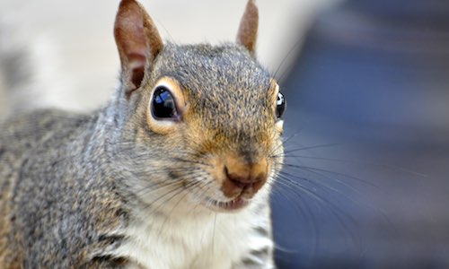 nuts heart disease happy squirrel closeup