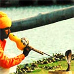 indian snakecharmer cobra orange