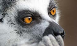 ring tailed lemur face looks pensive