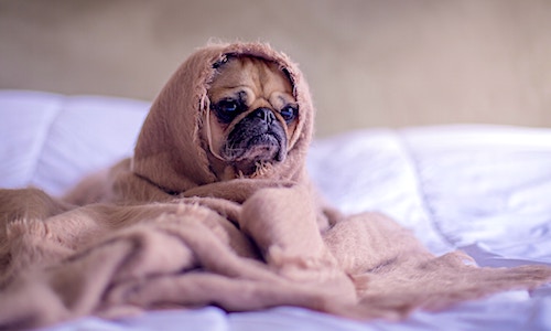 beauty sleep collagen pug in a blanket on a bed