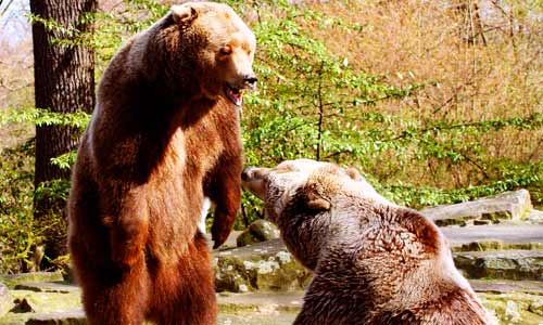 two grizzly bears about to fight one standing one growling in front